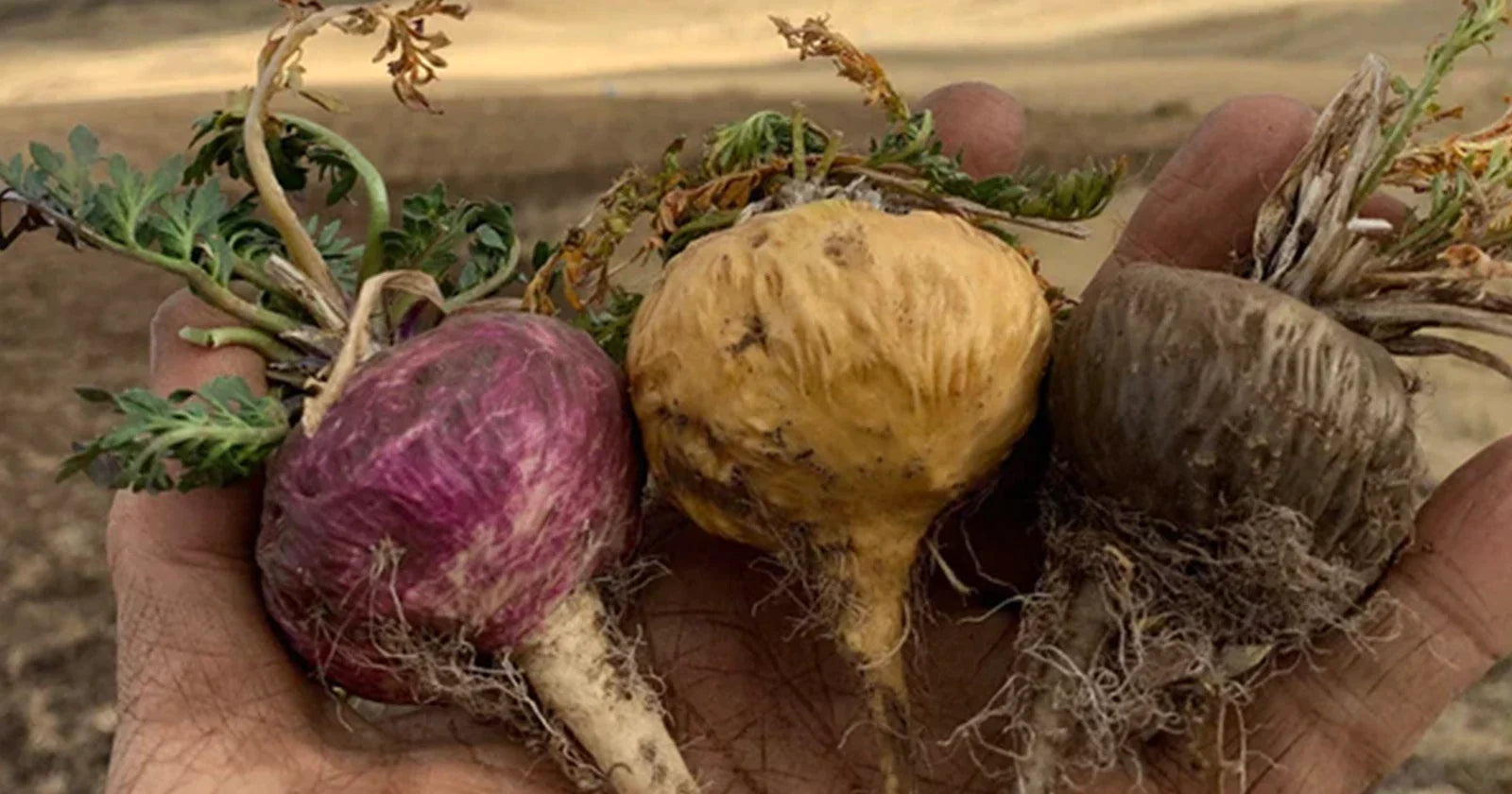 Best Maca Root for Libido Bonus Maca Latte Recipe Quanna